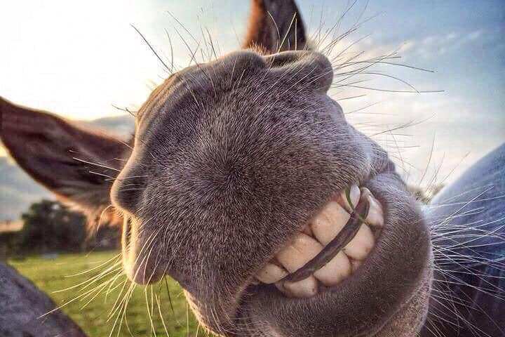 a close up of an animal
