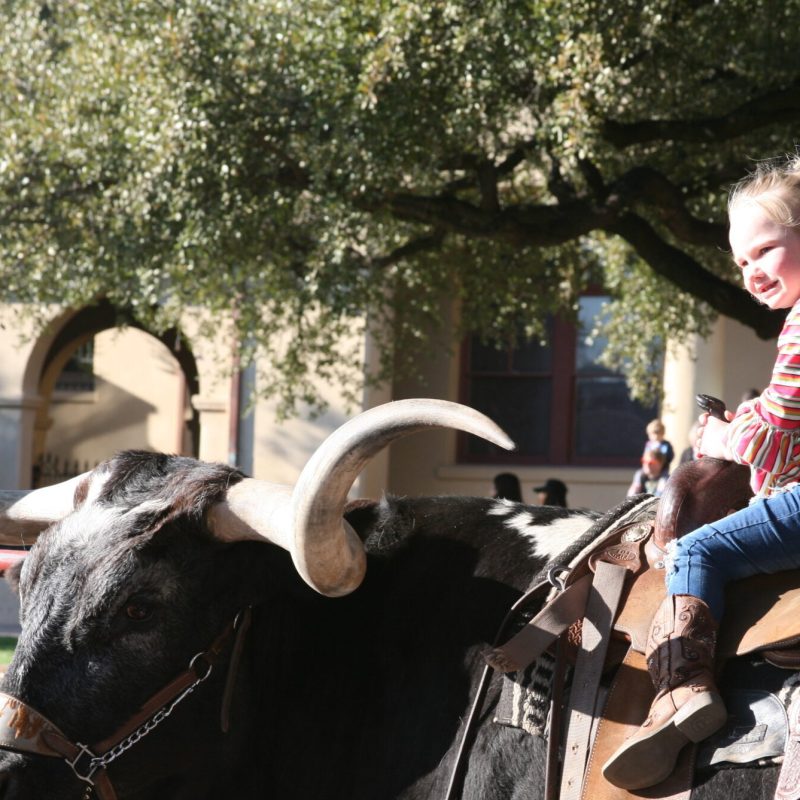 a person sitting on a horse
