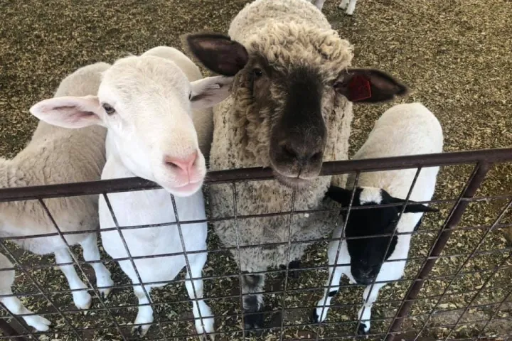 a group of sheep standing next to a wire fence