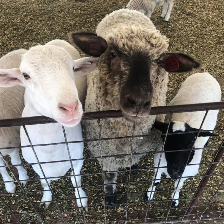 a group of sheep standing next to a wire fence