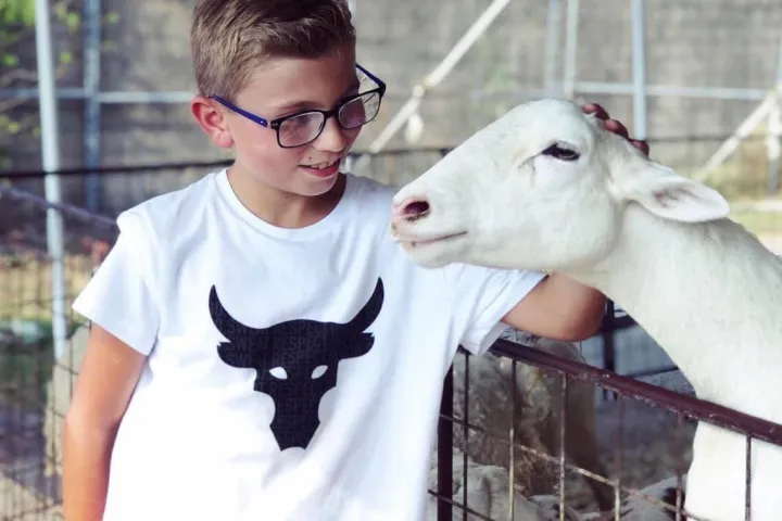 a person petting a cow in a cage